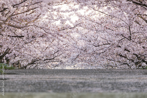 さくら広場の桜の花　千葉県習志野市　日本 photo