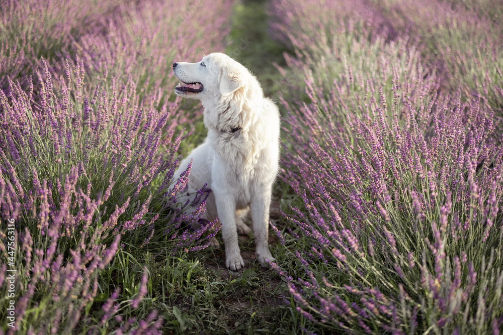 Fototapeta premium Maremma sheepdog sitting in lavender field enjoying scent of blooming flowers.