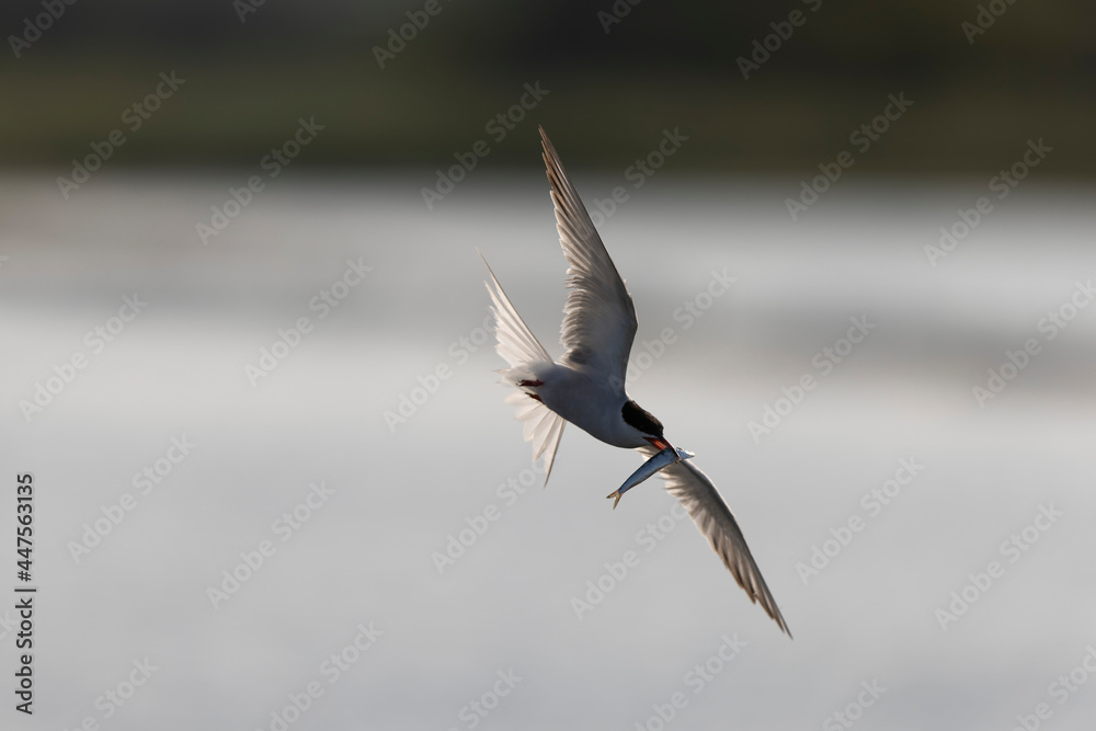 Common Tern Sterna hirundo in a typical coastal habitat
Common Tern Sterna hirundo in a typical coastal habitat
