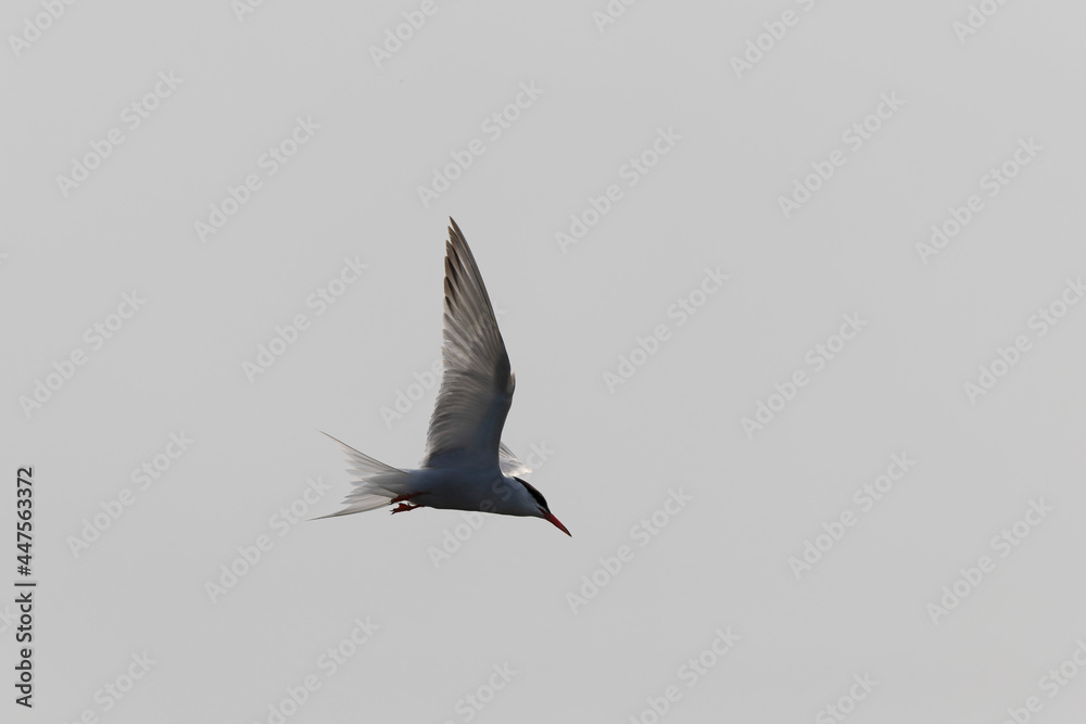 Obraz premium Common Tern Sterna hirundo in a typical coastal habitat 