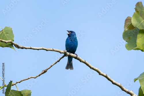 A bright blue indigo bunting (Passerina cyanea) singing on a branch in a tree