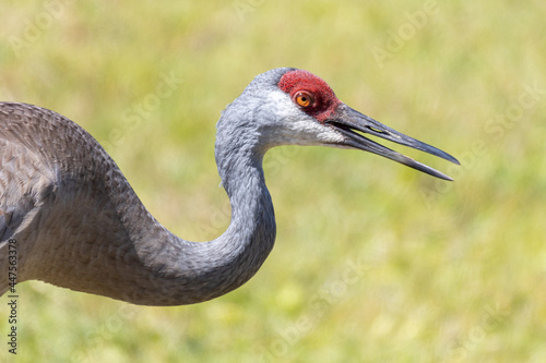 Closeup of a sandhill crane (Antigone canadensis) head and neck with bill open © Eric Dale Creative
