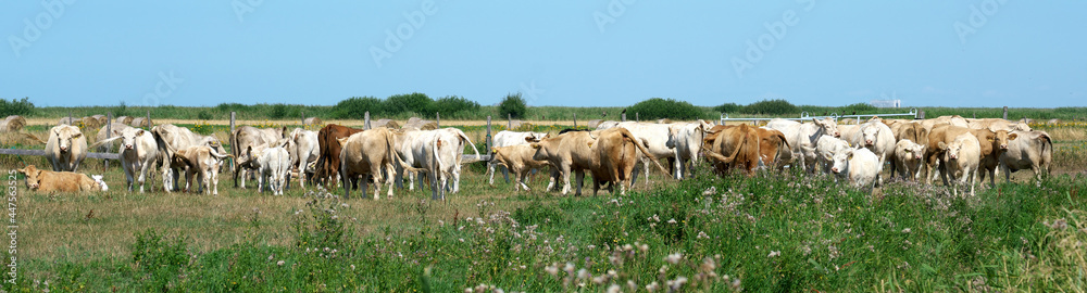 Panoramic photo of a herd of cows.