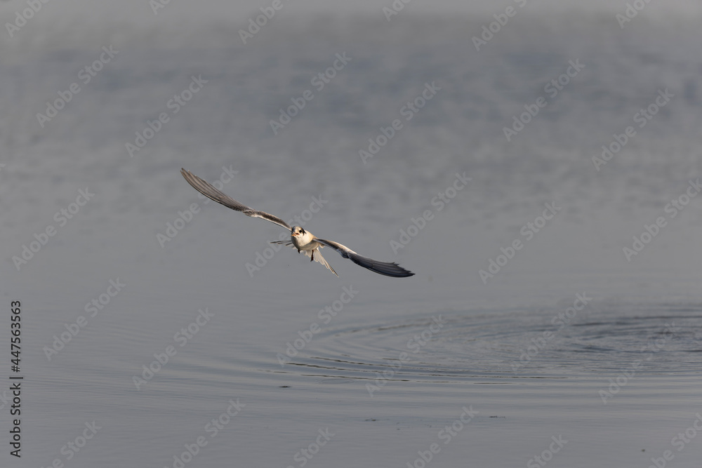 Common Tern Sterna hirundo in a typical coastal habitat
Common Tern Sterna hirundo in a typical coastal habitat