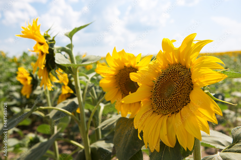 Beautiful sunflower with seeds on the field on a background of clear sky. Beautiful sunflower with seeds on the field on a background of clear sky.