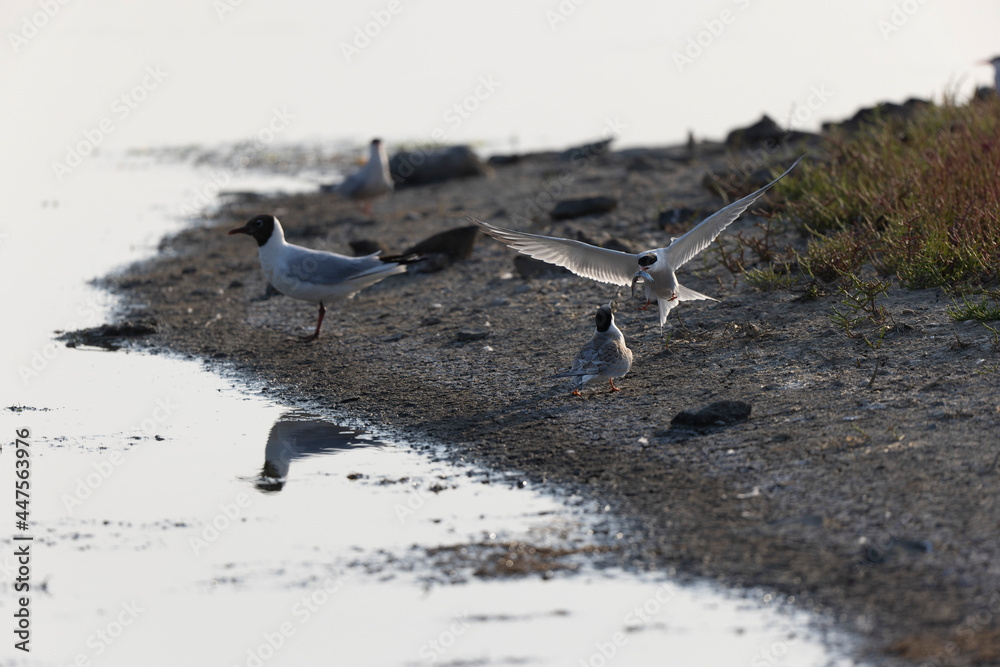 Common Tern Sterna hirundo in a typical coastal habitat Common Tern Sterna hirundo in a typical coastal habitat