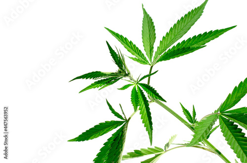 Green hemp bush on a white background, isolate. Medical cannabis. Technical hemp close up