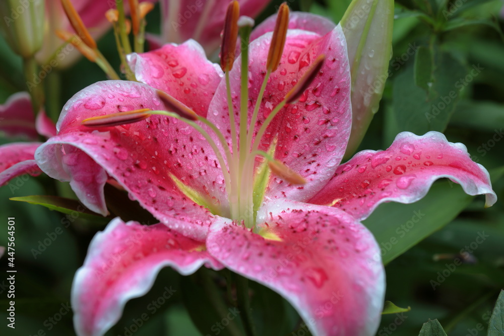 Closeup of pink Tiger Lily Closeup of pink Tiger Lily