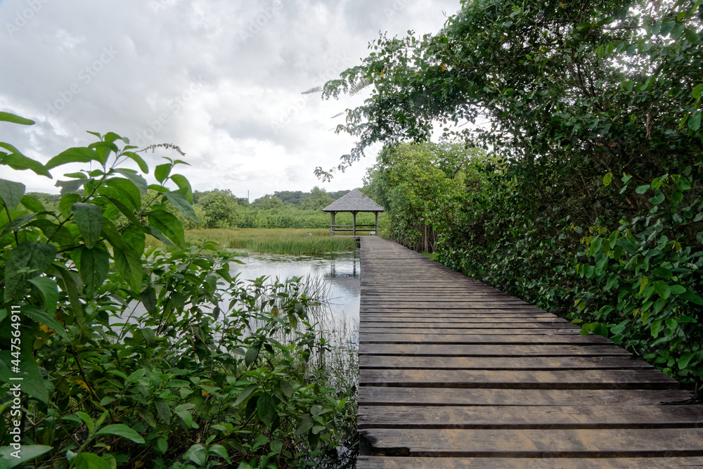 Ponton D observation Des Salines De Montjoly R mire Montjoly Guyane ponton-d-observation-des-salines-de-montjoly-r-mire-montjoly-guyane