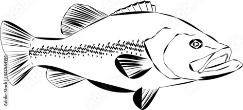 Outline of a Largemouth Bass Fish