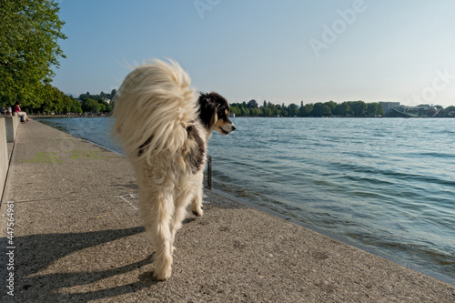 Dog at Sunset steps . Bregenz . Bodensee . Vorarlberg  photo