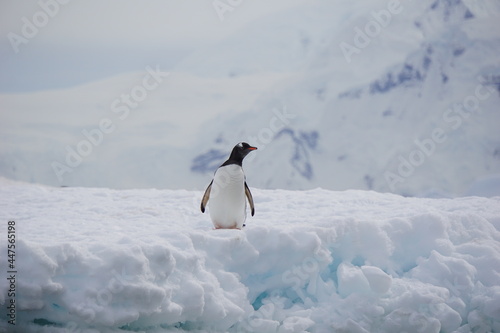 Gentoo Penguin in Antarctica