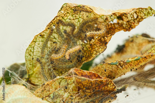 Caterpillars of the Aporia crataegi  on the apple tree.