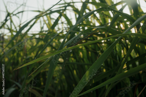 Rice stalks covered in dew