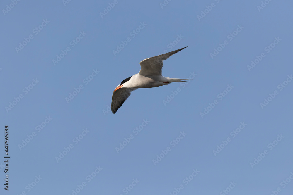 Common Tern Sterna hirundo in a typical coastal habitat Common Tern Sterna hirundo in a typical coastal habitat