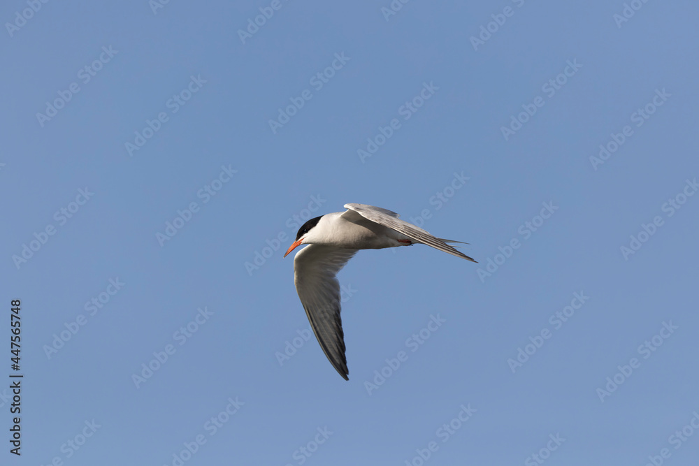 Common Tern Sterna hirundo in a typical coastal habitat Common Tern Sterna hirundo in a typical coastal habitat