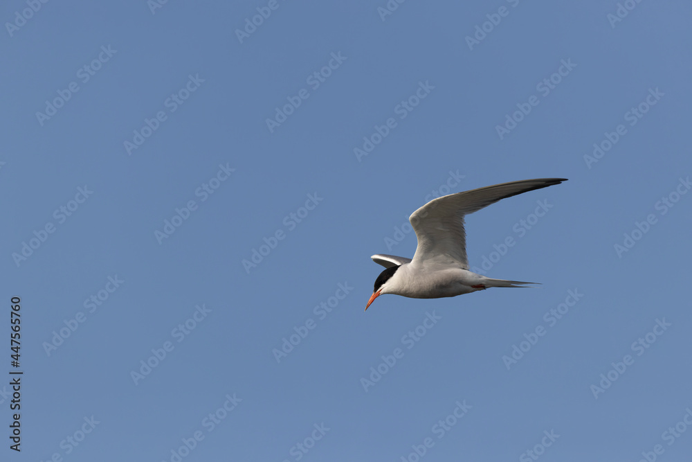 Common Tern Sterna hirundo in a typical coastal habitat Common Tern Sterna hirundo in a typical coastal habitat