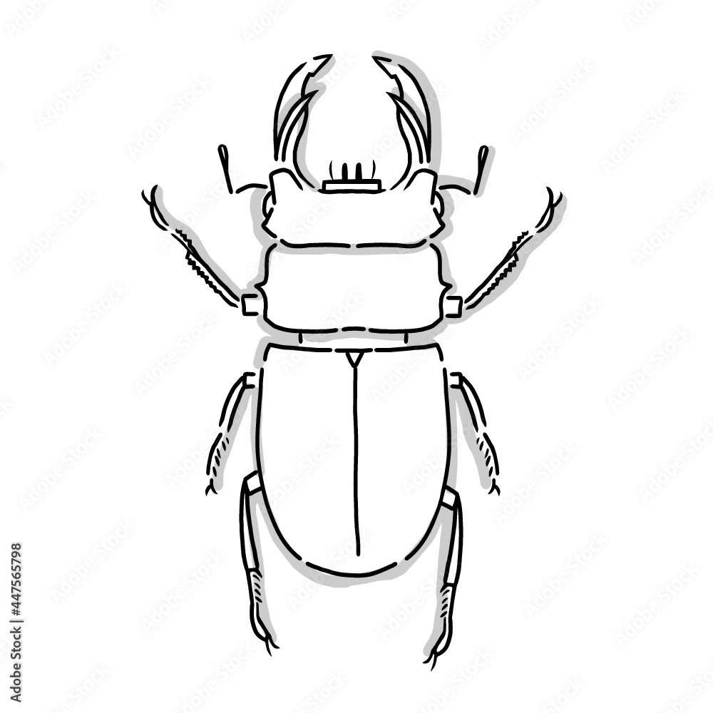 Japanese Insect Drawing Japanese beetle illustration. Hand drawn sketch. Japanese insects and ...