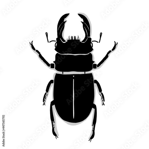 Japanese beetle illustration. Hand drawn sketch. Japanese insects and bug collection. Vector illustration of Japanese icon. Graphic design elements. Isolated objects. 