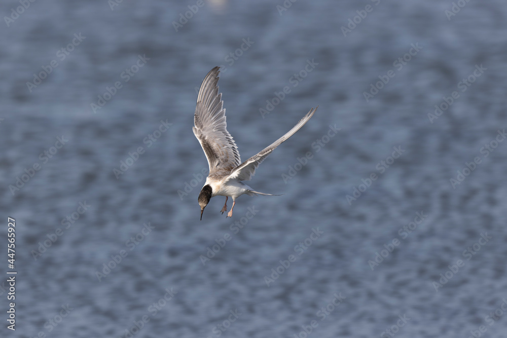 Common Tern Sterna hirundo in a typical coastal habitat Common Tern Sterna hirundo in a typical coastal habitat