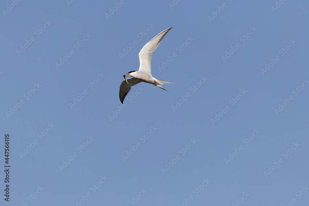 Common Tern Sterna hirundo in a typical coastal habitat Common Tern Sterna hirundo in a typical coastal habitat