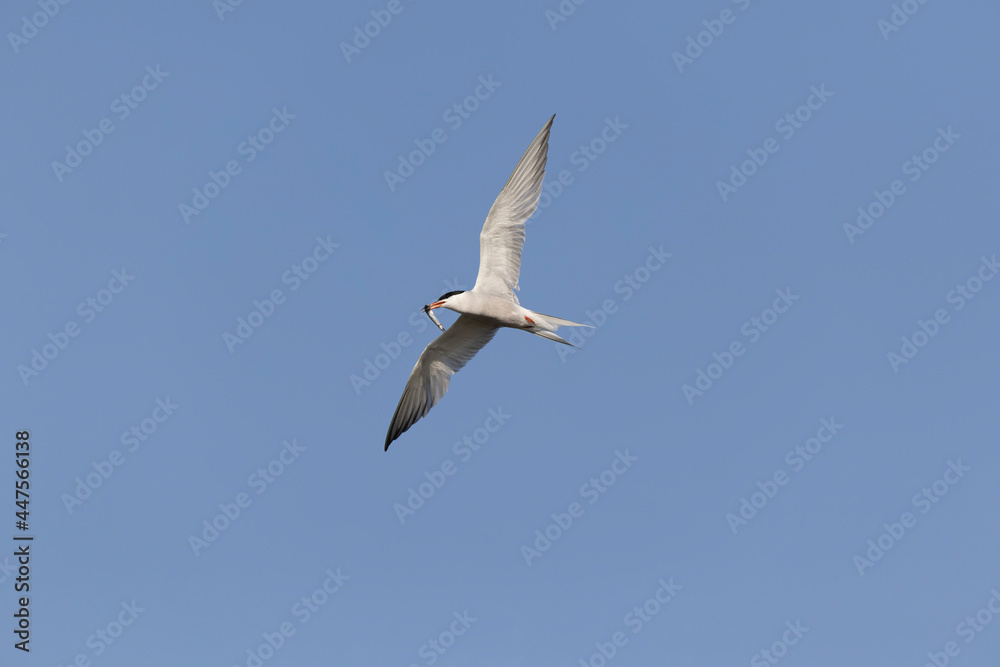 Common Tern Sterna hirundo in a typical coastal habitat Common Tern Sterna hirundo in a typical coastal habitat