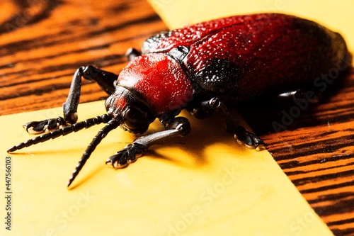 Escaravelho vermelho, besouro ou barata-do-coqueiro inseto da fauna brasileira.   photo