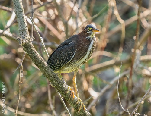 green heron is perched on a branch on a sunny day in the wetlands
