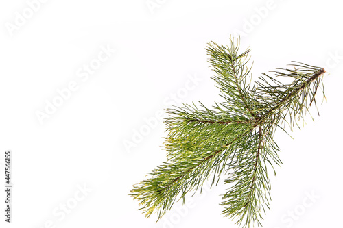spruce branch on a light background