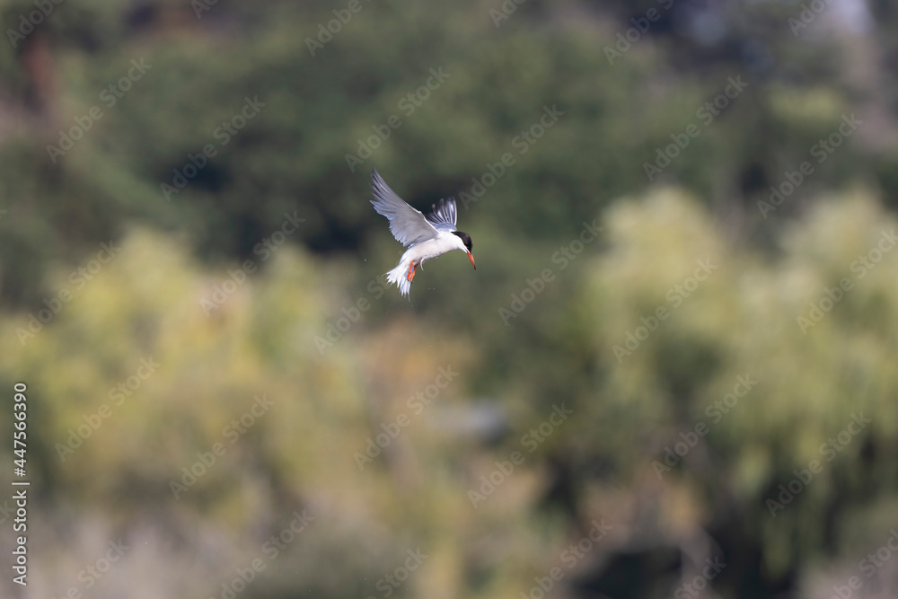 Common Tern Sterna hirundo in a typical coastal habitat Common Tern Sterna hirundo in a typical coastal habitat