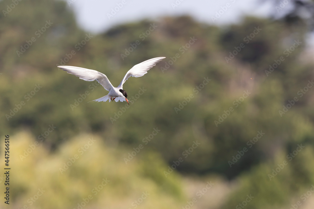 Common Tern Sterna hirundo in a typical coastal habitat Common Tern Sterna hirundo in a typical coastal habitat