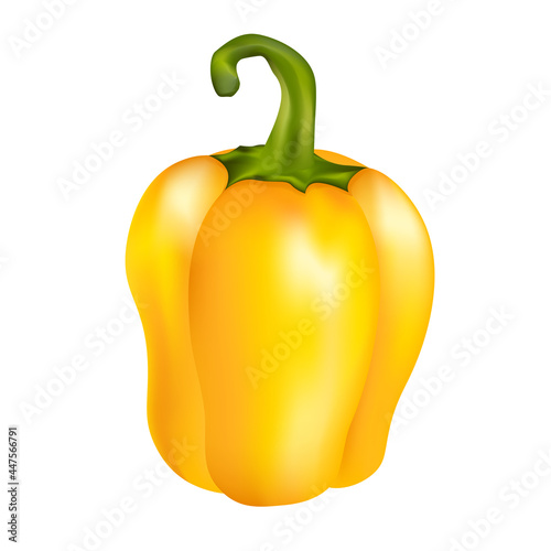 Pepper yellow in realism style vector illustration isolated on white background.
