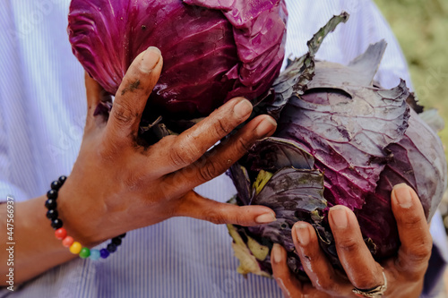 close up of hands holding a cabbage