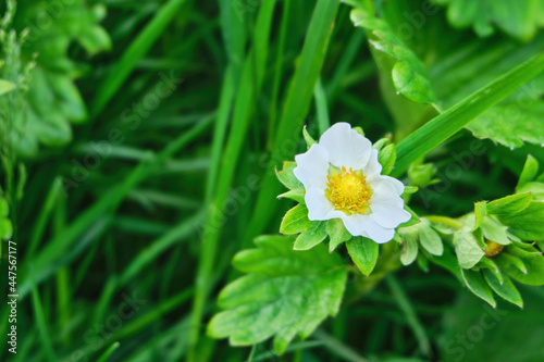 Strawberries bloom in the garden in the spring. High quality photo