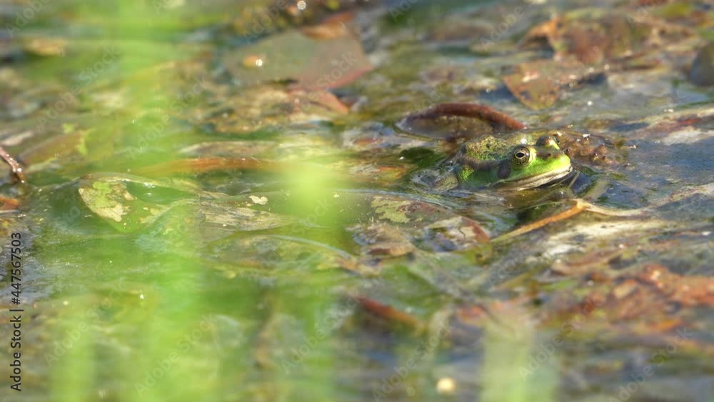 Close up shot of wild frog relaxing on water surface during sunny day in pond. Close up shot of wild frog relaxing on water surface during sunny day in pond.