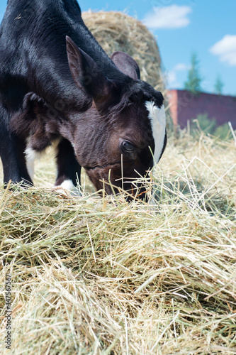 cute little calf  standing in hay. nursery on a farm photo