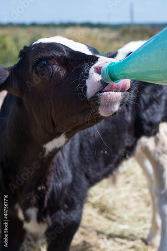 cute little calf  with milk bottle  standing in hay. nursery on a farm © anakondasp