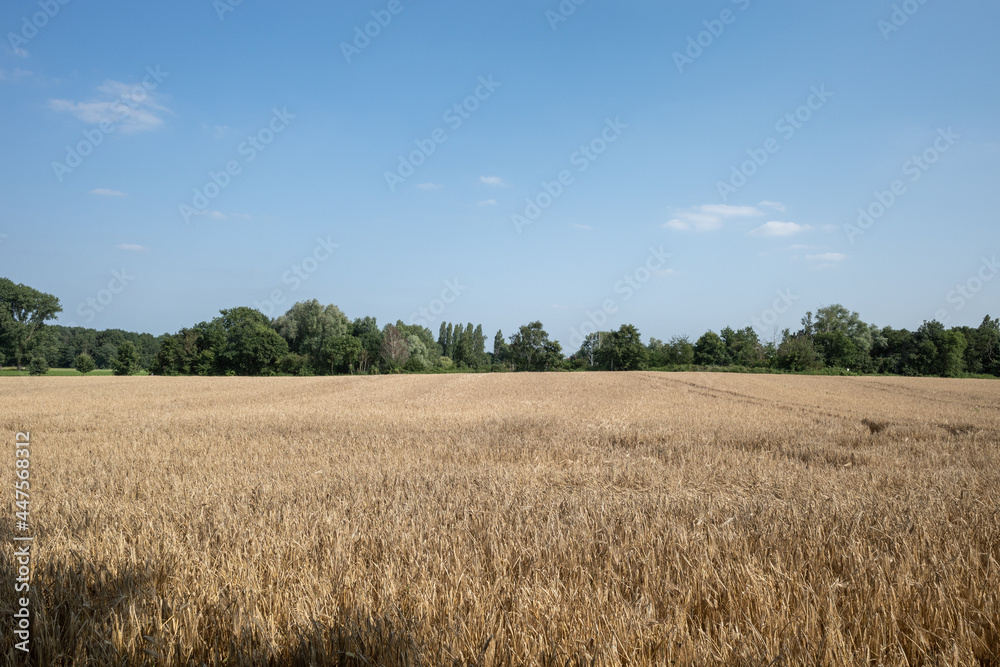 Outdoor sunny view of golden ears of grain wheat and barley Cereal field.