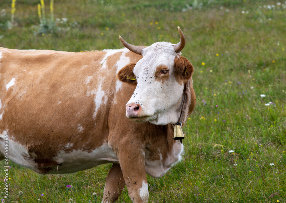 Simmental cow with bell on meadow