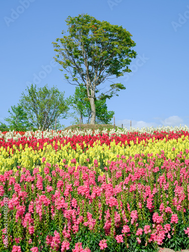 Wallpaper Mural 広大な花畑 Torontodigital.ca