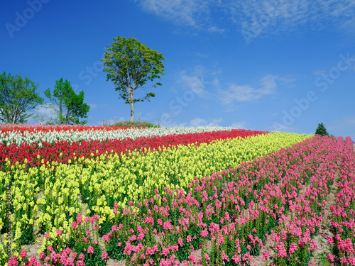 Wallpaper Mural 広大な花畑 Torontodigital.ca