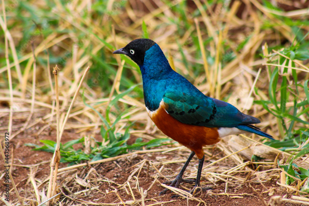 Fototapeta premium superb starling bird