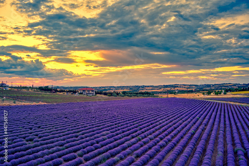 Blooming lavender at sunset create a stunningly beautiful landscape