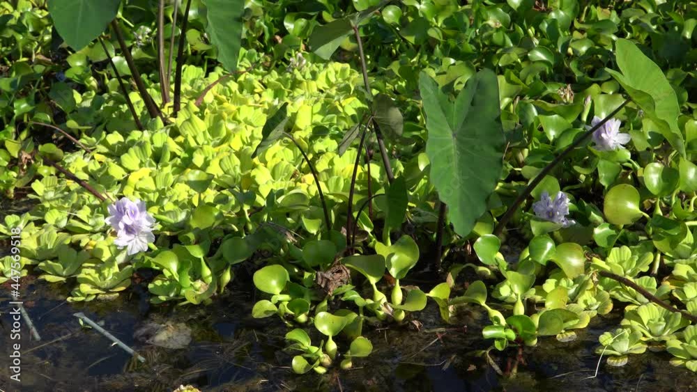 Pontederia crassipes known as common water hyacinth Pontederia crassipes known as common water hyacinth