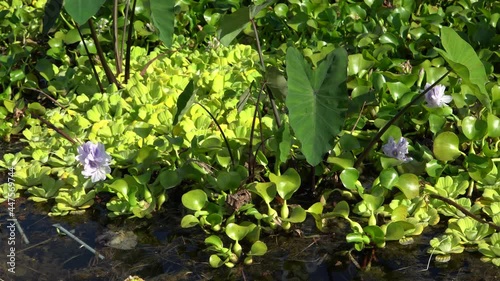 Pontederia crassipes known as common water hyacinth photo