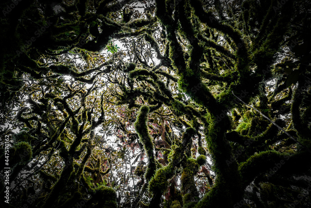 Obraz premium tree in the forest