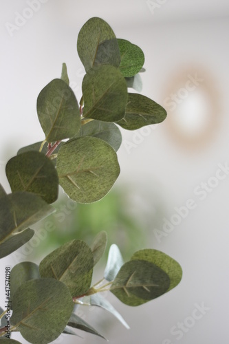 different leaves of the eucalyptus plant