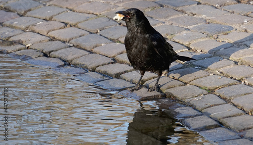 Close-up of a raven