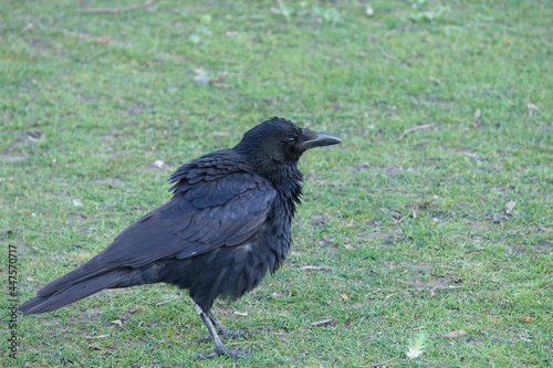 Close-up of a raven