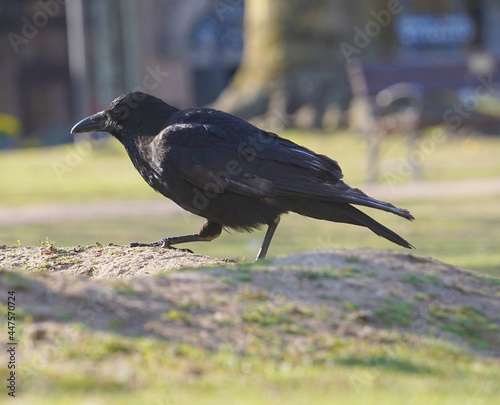 Close-up of a raven